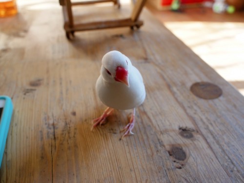 白文鳥