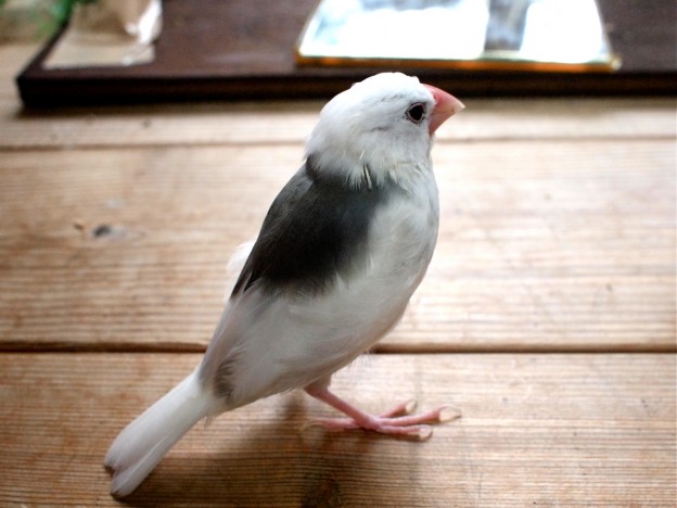 白文鳥雛　生後三ヶ月