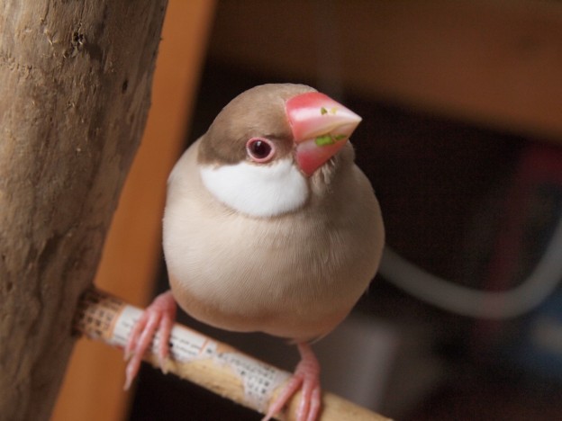 げっぷ